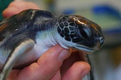 Baby turtle ‘pooed pure plastic’ for six days after rescue from Sydney beach