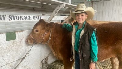 Cattle arrive for the Ekka as organisers ramp up biosecurity measures against foot-and-mouth disease