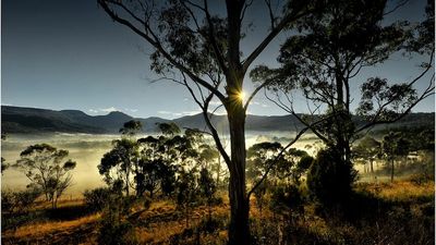 Eucalypts are icons of the Australian landscape, but their family tree is shrouded in mystery