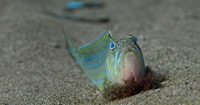 Beachgoers warned of sea creature with sting so powerful it makes 'grown adults cry'