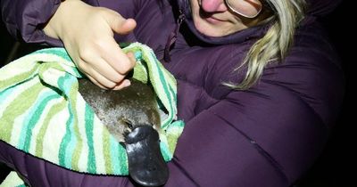 Under threat: Do you know where Hunter's platypuses are hiding?