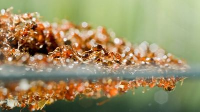 Concern the Queensland floods could have spread fire ants, but minister says it's not likely