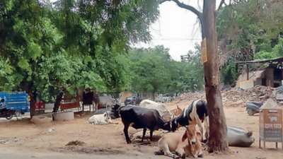 Cow shelter set up on land earmarked for a school, but no Haryana Shahari Vikas Pradhikaran action yet