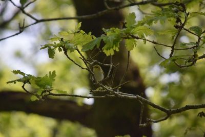 Boost for hopes of Scottish rainforest recovery