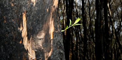 'Laid awake and wept': destruction of nature takes a toll on the human psyche. Here's one way to cope