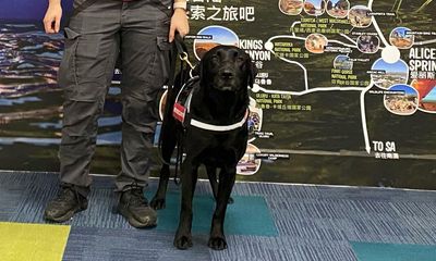 Silly sausage: traveller returning from Bali fined at Darwin airport after dog sniffs out McDonald’s breakfast in backpack