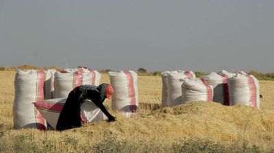 ‘Syria’s Food Basket’ Struck by Dire Wheat Shortages