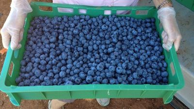 Market pain ahead as Tasmania fights losing battle on blueberry rust