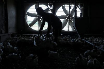 Malaysia says chicken stocks in oversupply after export ban