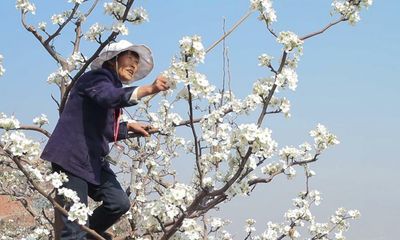 Earth: Muted review – bees go missing in China despatch from the eco-apocalypse file