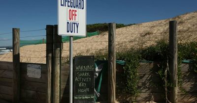 Shark buoys installed at Birubi and Newcastle as Redhead detections trigger warning