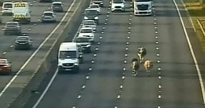 Monday morning cattle drive for commuters as cows block motorway