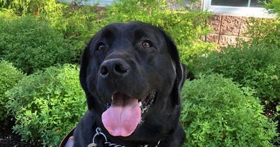 Guide dog dies after trainer left pup in hot van for more than 5 hours
