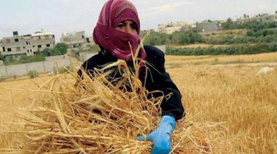 Iran’s Militias Transport Deir Ezzor Wheat to Iraq for Higher Profit