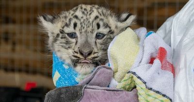 Tiny snow leopard trio born at Scots zoo confirmed as two girls and a boy after first health checks