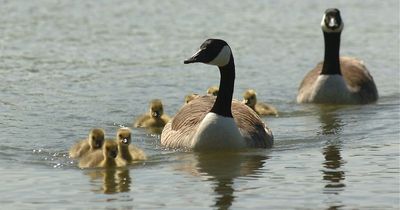Row over plans to cull 'aggressive' geese at town beauty spot