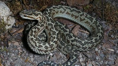 Newly Discoverd Pit Viper Endangered By Tourist Influx In China