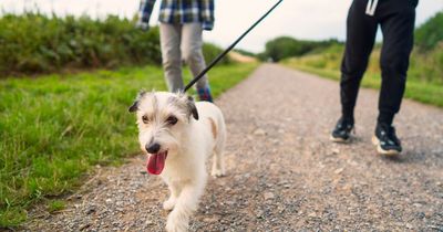 Dog owner branded 'disrespectful' for allowing pet to pee in graveyard