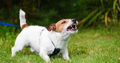 Man sends neighbour 'high-quality childish' letter over dog's annoying barking