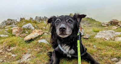 The adorable 15-year-old dog who made it up Snowdon for one last adventure before his tail stops wagging