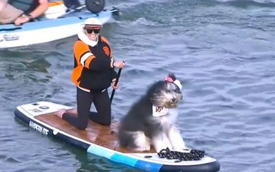 This dog had a dream night in McCovey Cove during the Cubs-Giants game and MLB fans rightfully loved it