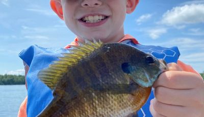 Bluegill and many other panfish provide a respite between travel baseball and school restarting