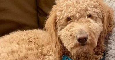 Groomer fights back after owner fumes at dog's 'Pennywise the Clown' haircut