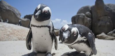 Penguins adapt their voices to sound like their companions
