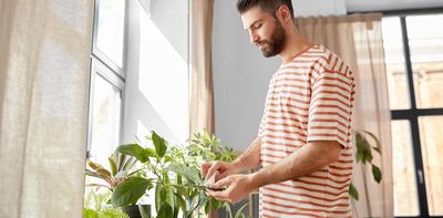 Houseplants don’t just look nice – they can also give your mental health a boost