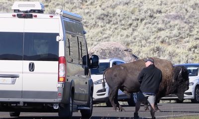 Yellowstone tourist practically begs to be tossed by bison