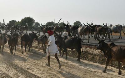 Lumpy skin disease spreads to about 25,000 bovines in Rajasthan