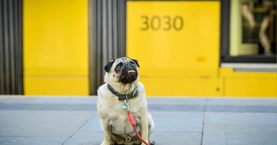 'I just hope that no one ruins it' - Passengers have their say as the Metrolink welcomes dogs for the first time