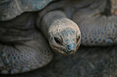 Giant tortoise on track halts trains in England