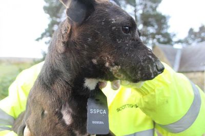 Former gamekeeper on Scots estate jailed for dog fighting offences