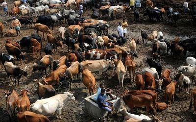 Working towards animal health