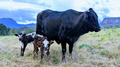 Queensland grazier finds two sets of twin calves in the middle of a bumper season
