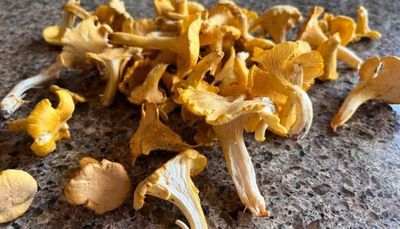 Chanterelle time for MOTW, and discussing the difference between hunting chanterelles and morels