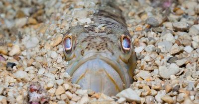 Beachgoers urgently warned as venomous fish that can make 'grown men cry' are drawn to UK