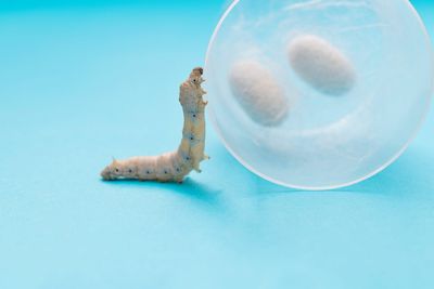 Silk may help solve microplastic problem