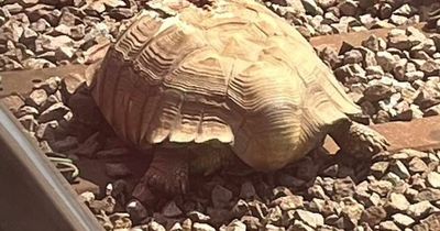 Trains to Stansted Airport delayed due to giant tortoise on the track