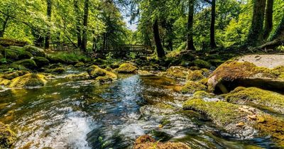 Ancient woodland two hours from Dublin opens to public after 500 years