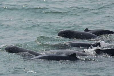 Saving Songkhla's last dolphin pod
