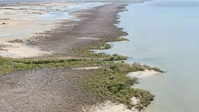 Scientists discover cause of catastrophic mangrove destruction in Gulf of Carpentaria