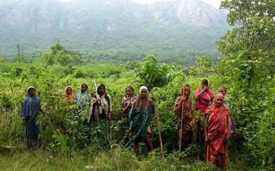 Odisha fails to carry out plantation activities in 50% of the targeted area