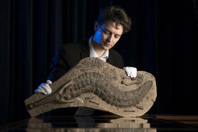 Scottish auction brings chance to snap up 40m-year-old crocodile fossil