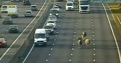 Herd of cattle cause two-hour tailback on M1 after wandering along carriageway