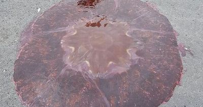 Dangerous Lions Mane jellyfish spotted on Irish coasts as local councils issue warning