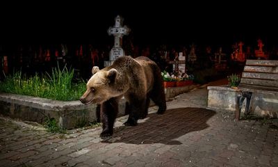 A bear in the backyard  – a photo essay