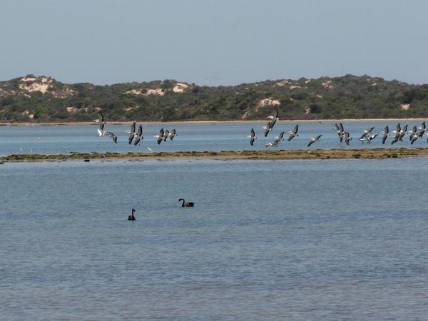 Murray Darling will not get water returns