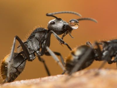 Aust tropics could be hotspot for ants